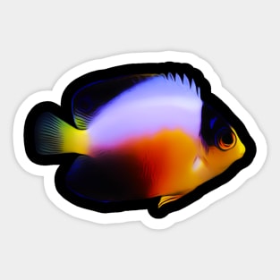 Pygmy AngelFish Sticker